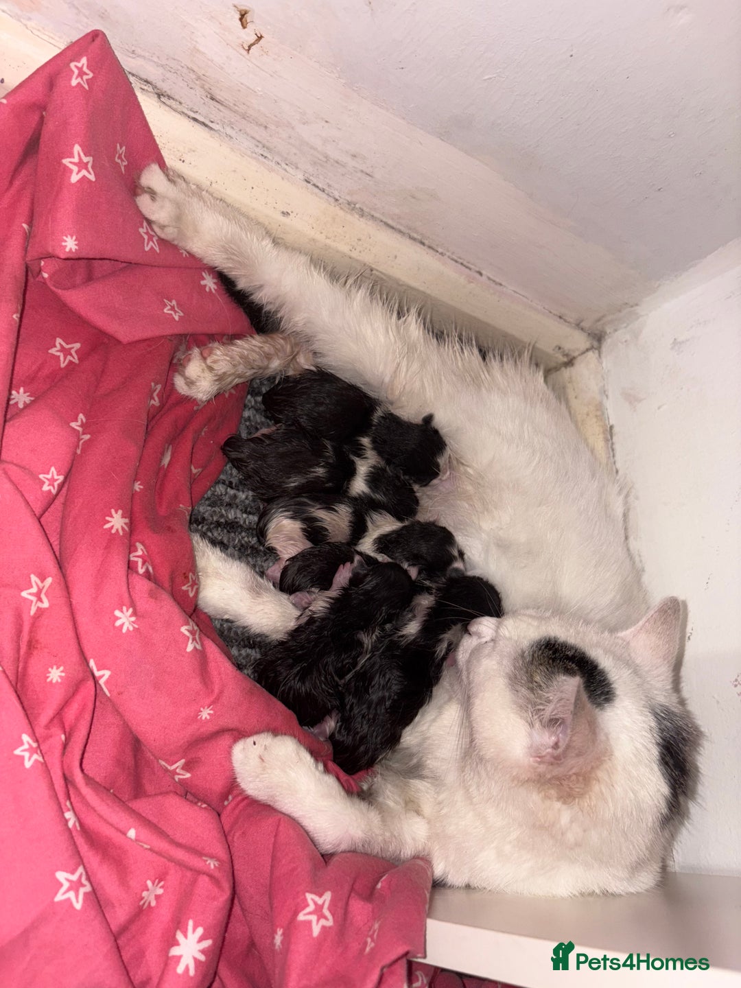 Domestic Shorthair cats for sale: Kittens for sale  - Image 6