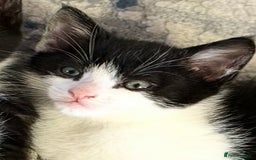 Domestic Shorthair cats for sale:  Beautiful Kittens Ready for Their Forever Homes.  - Image 8