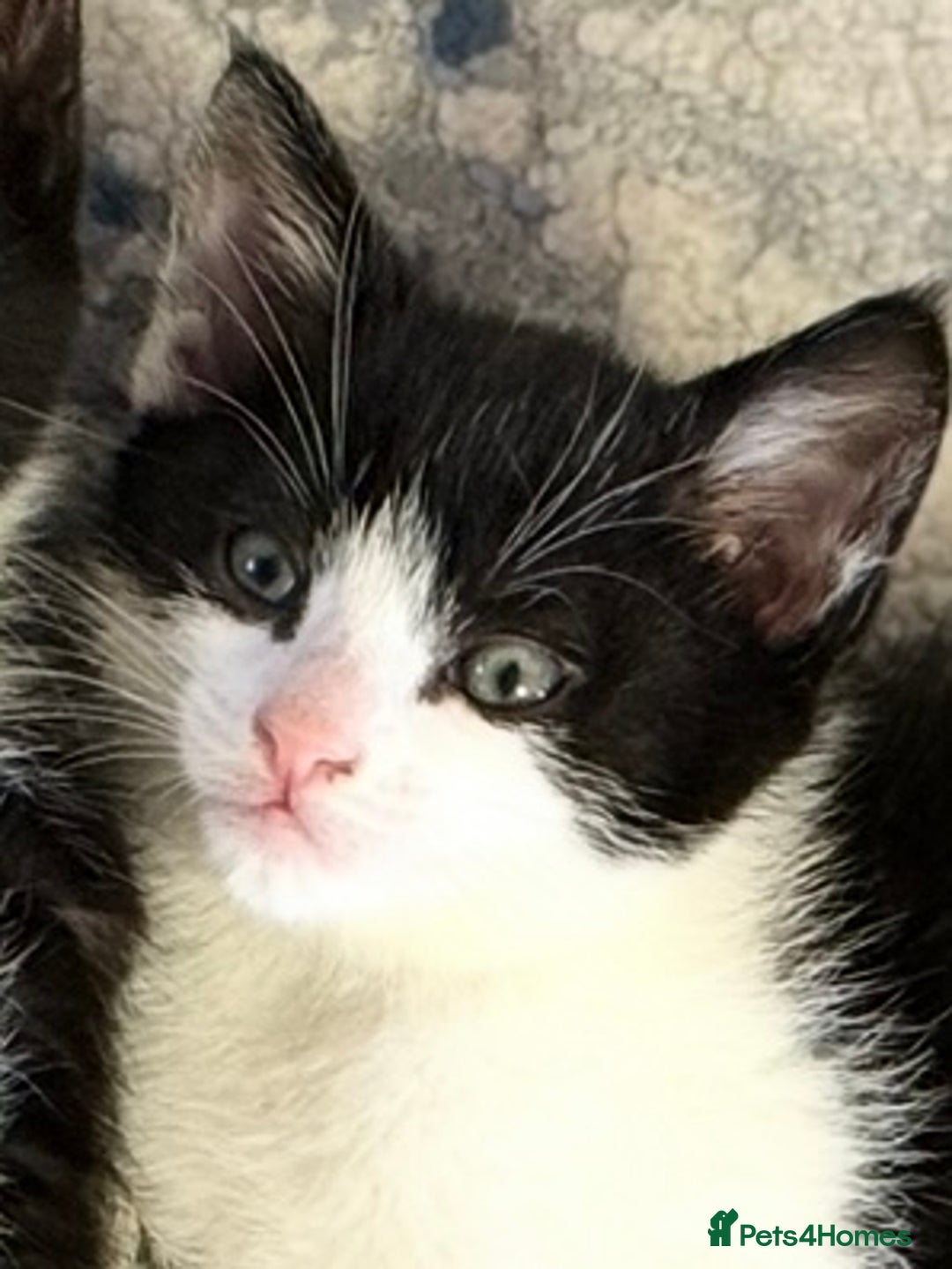 Domestic Shorthair cats for sale:  Beautiful Kittens Ready for Their Forever Homes.  - Image 8