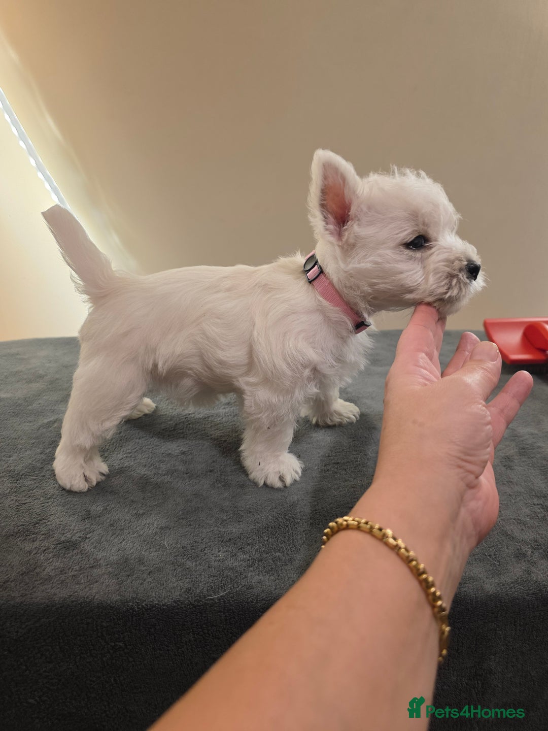 West Highland Terrier dogs for sale: Pure Westies Kc registered  - Advert 10