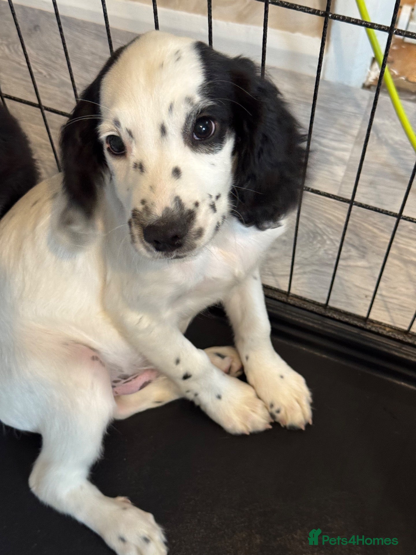 Sprocker dogs 7 beautiful Sprocker pups - Advert 1