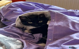 Mixed Breed cats for sale: Nuka  - Image 5
