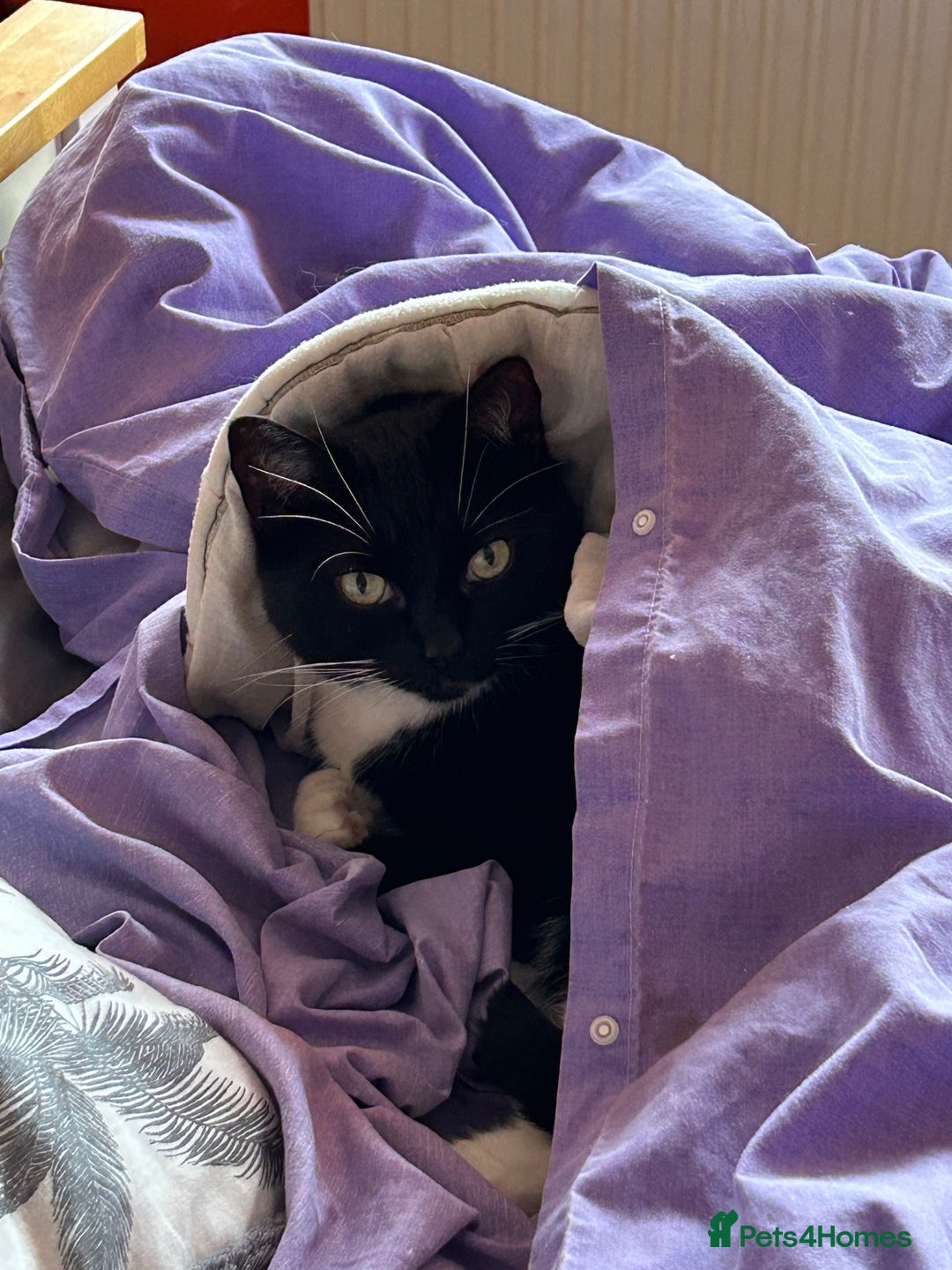 Mixed Breed cats for sale: Nuka  - Image 5