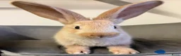 Continental Giant rabbits for sale: Pure Bred Continental Giants  - Advert 12