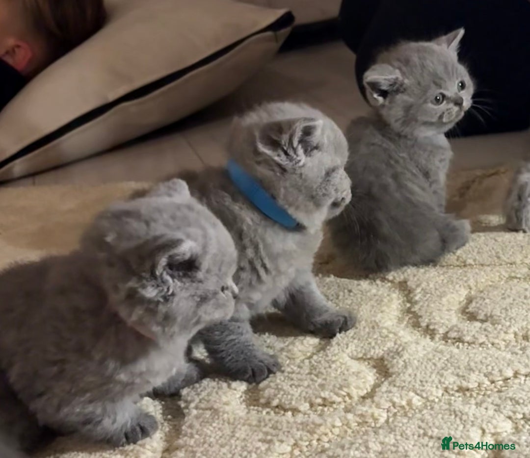 British Shorthair cats for sale: Beautiful British short hair kittens  - Image 13