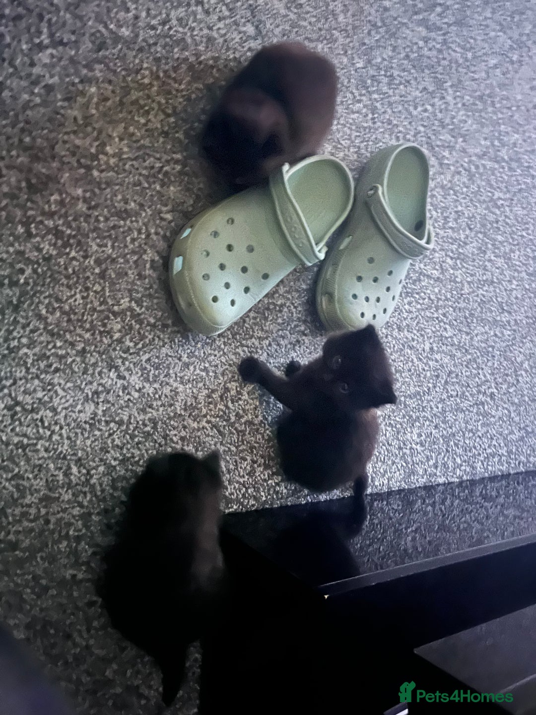 Mixed Breed cats for sale: 3 beautiful kitten looking for a loving new home   - Advert 6