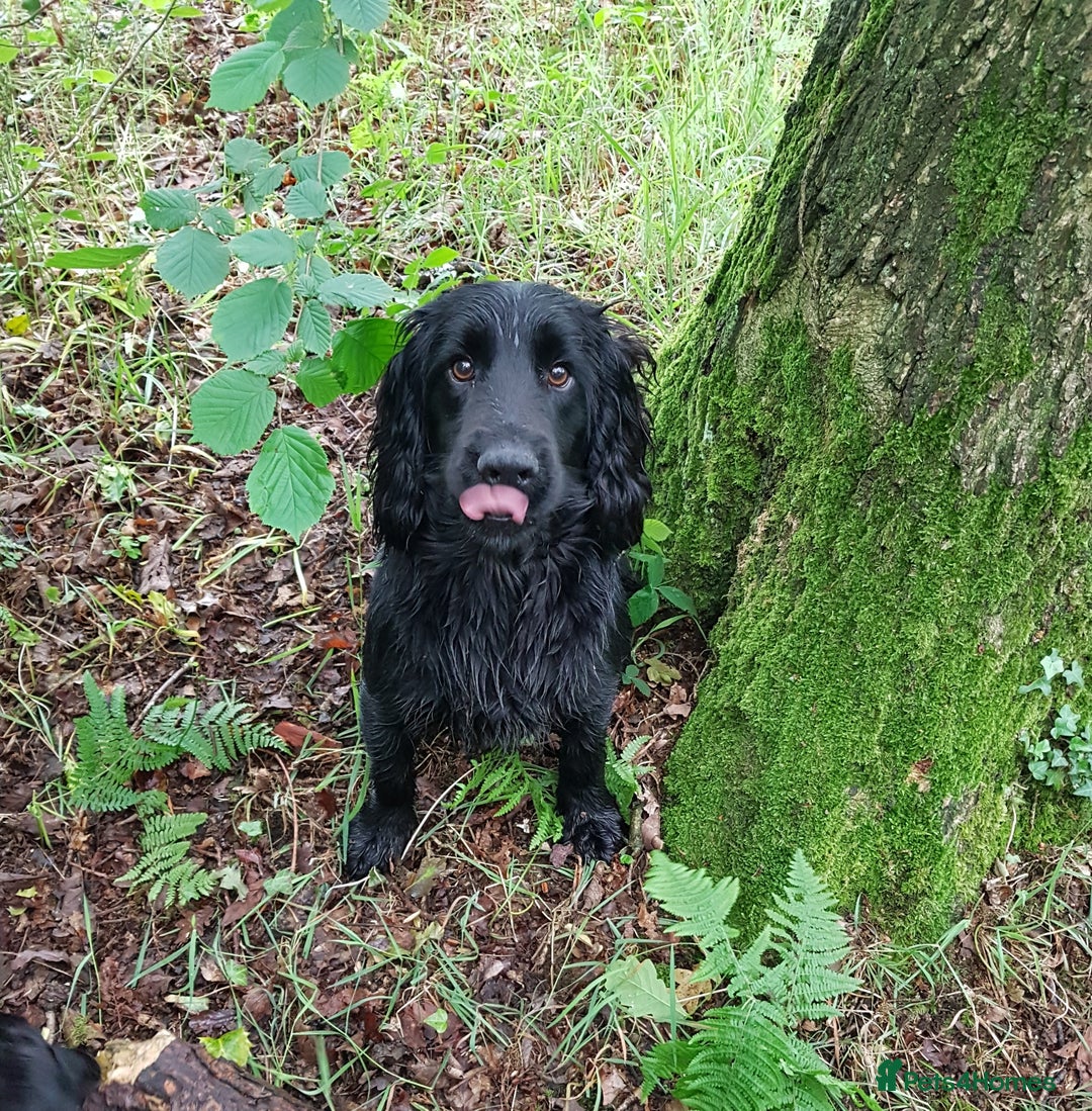 Cocker Spaniel dogs for sale: WORKING COCKER SPANIEL PUPPIES–EXCELLENT PEDIGREE - Image 4
