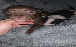American Bully dogs for sale: pocket bully pups looking for there forever home  - Image 22