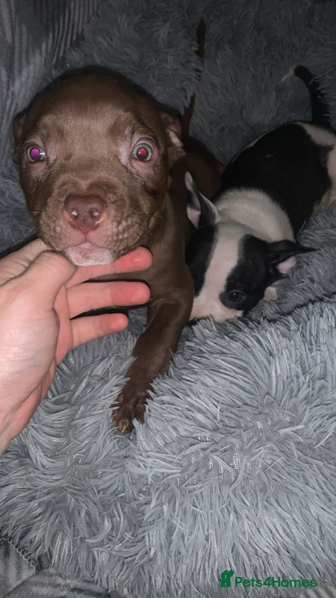 American Bully dogs for sale: pocket bully pups looking for there forever home  - Image 22