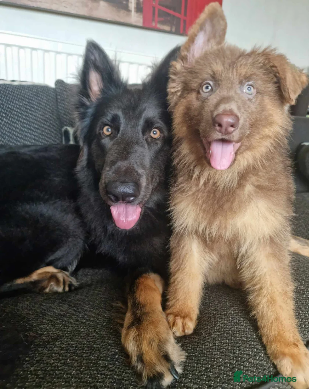 German Shepherd dogs for stud: PROVEN KC REG STRAIGHT BACK BLUE BICOLOUR in Redditch - Advert 8
