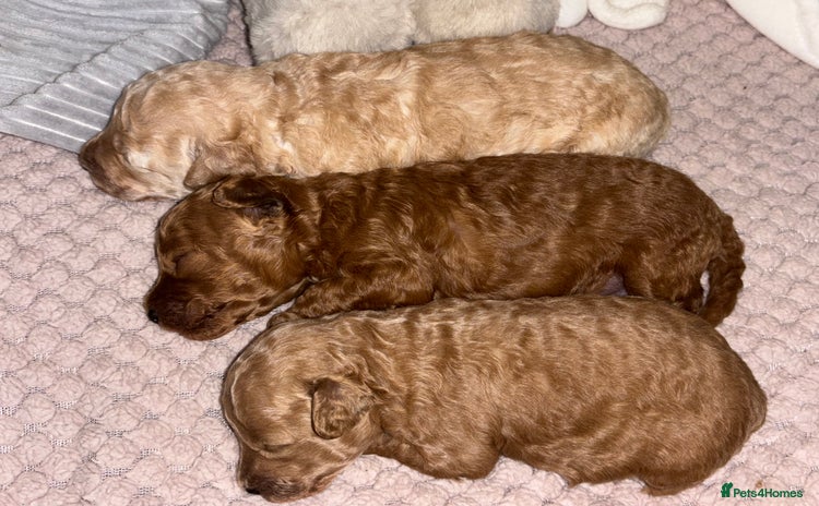 Toy Poodle dogs - Advert 4