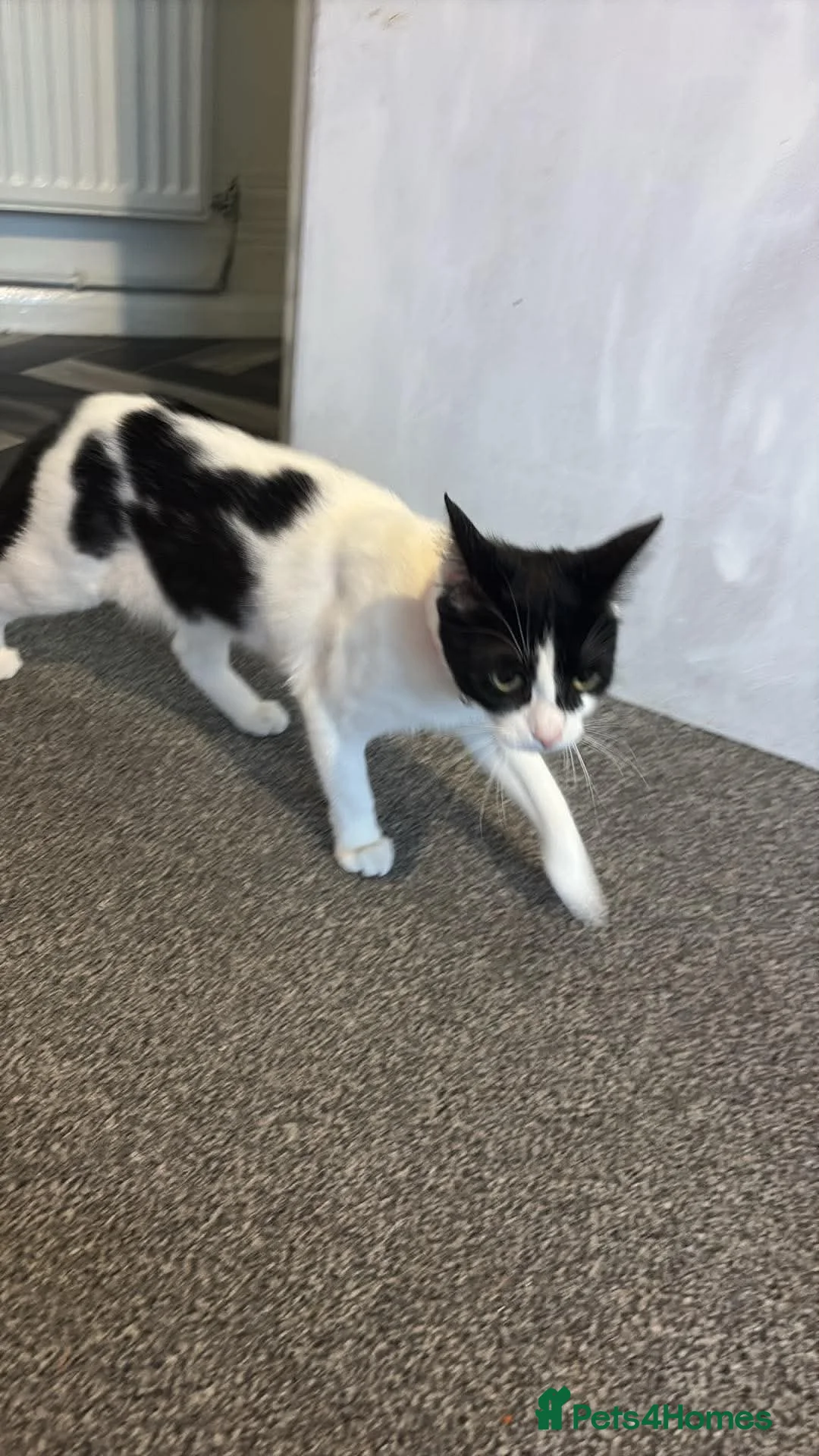 Domestic Shorthair cats for sale: 1 year old female in Leeds - Advert 2