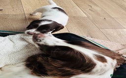 English Springer Spaniel dogs for sale: KC Quality English Springer Spaniels - Image 3