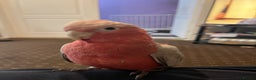 Parakeets birds for sale: Galah cockatoo  - Advert 15