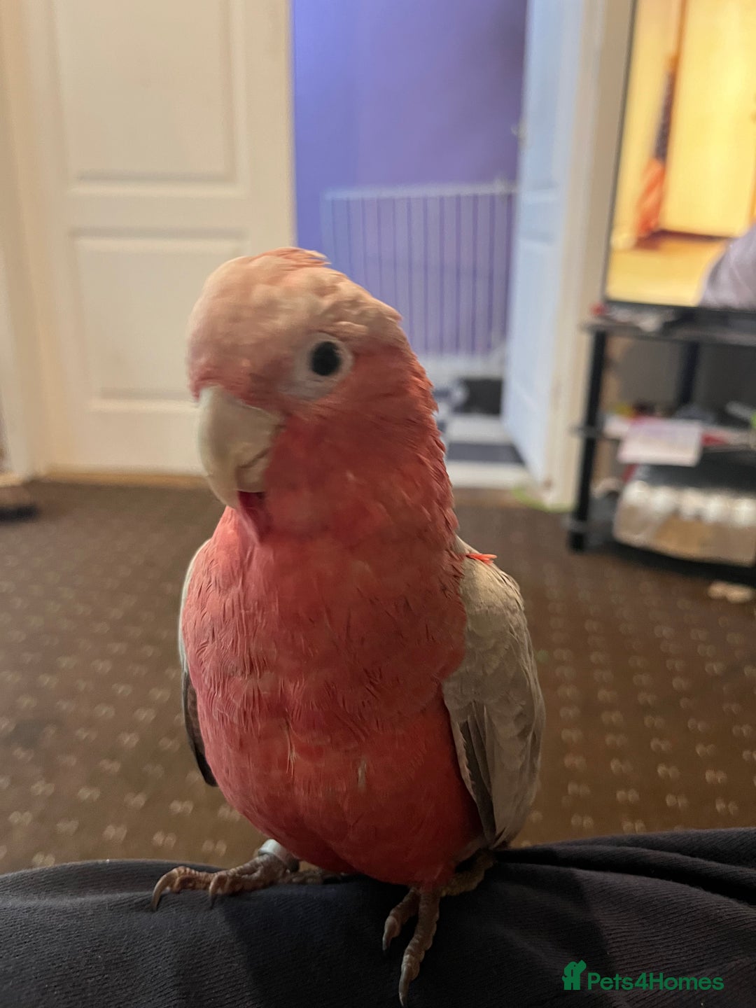 Parakeets birds for sale: Galah cockatoo  - Advert 15