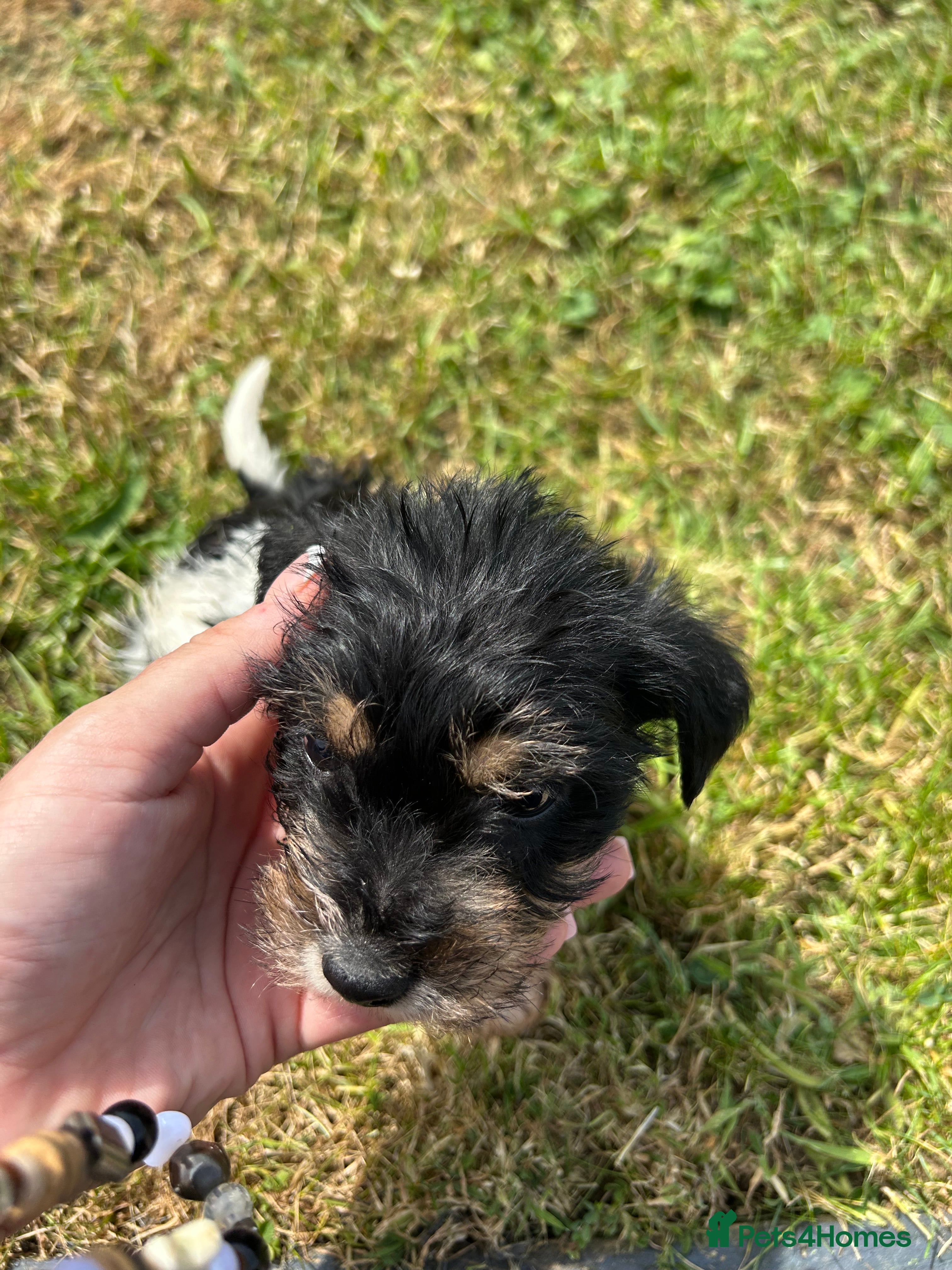 Mixed Breed dogs for sale: Jack Russell/Lakeland terrier puppies - Advert 4