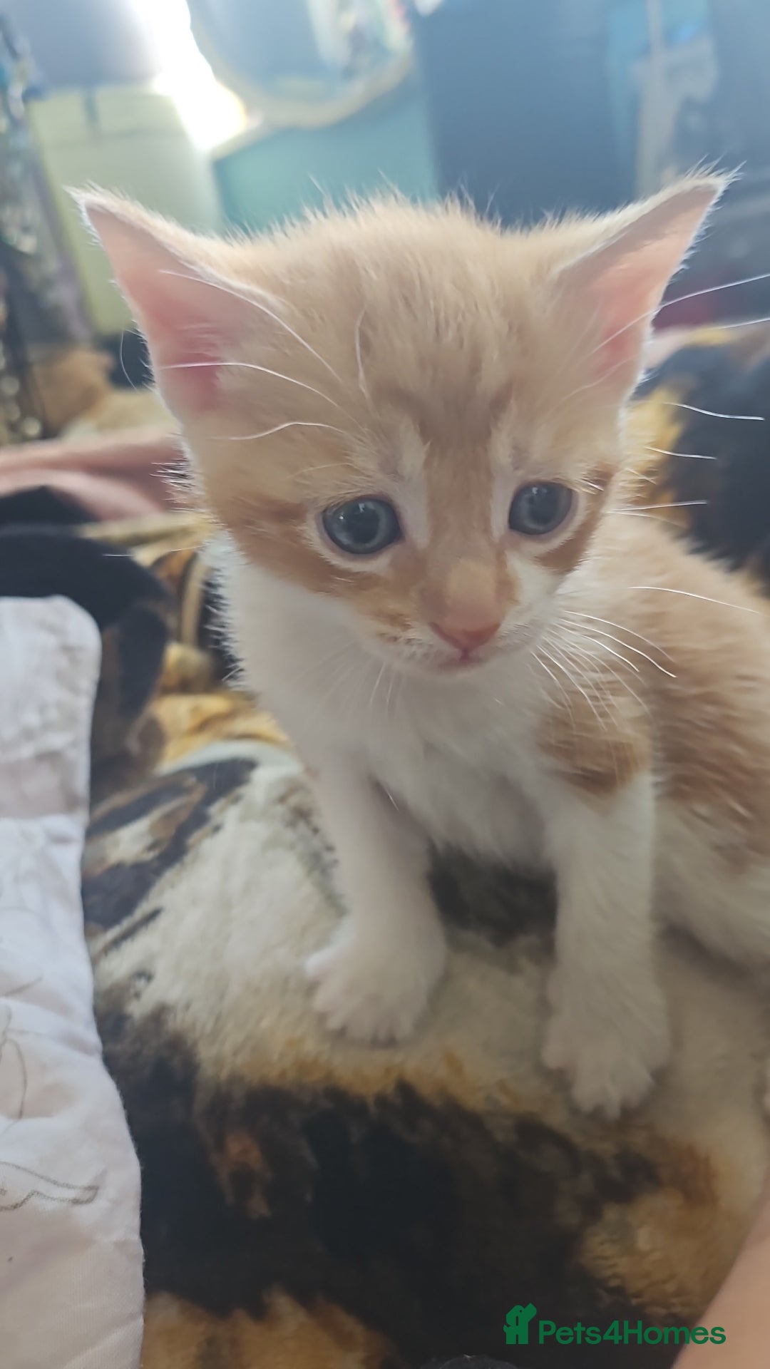 Mixed Breed cats for sale: Half Norwegian forest cat, and short haired  - Image 15