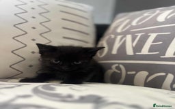 Mixed Breed cats for sale: Male kittens for sale  - Image 4