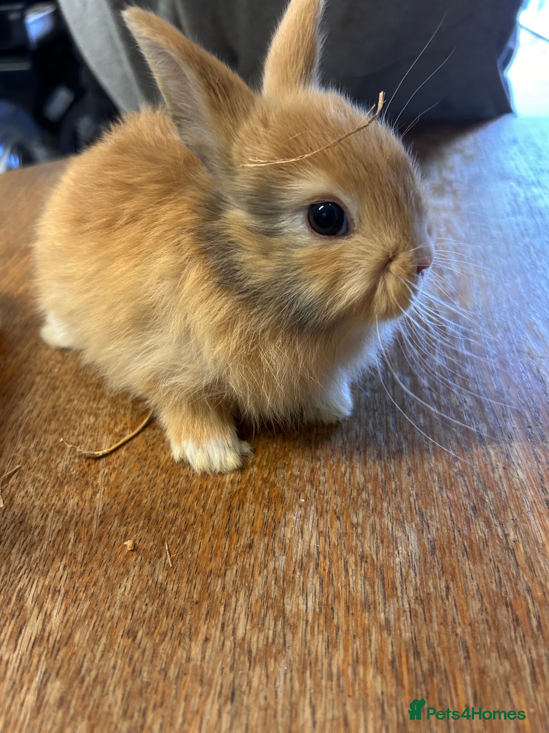Netherland Dwarf rabbits for sale: Baby bunnies - Image 2