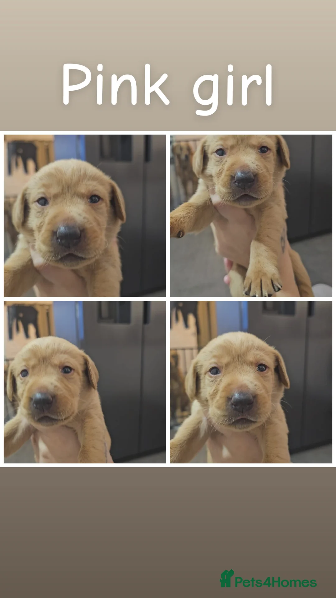 Labrador Retriever dogs for sale: Now have 5 Labrador Retriever Puppies for Sale 🐾 - Advert 14