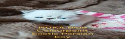 Exotic cats for sale:  Pedigree GCCF Registered Persian Exotic's  - Advert 18