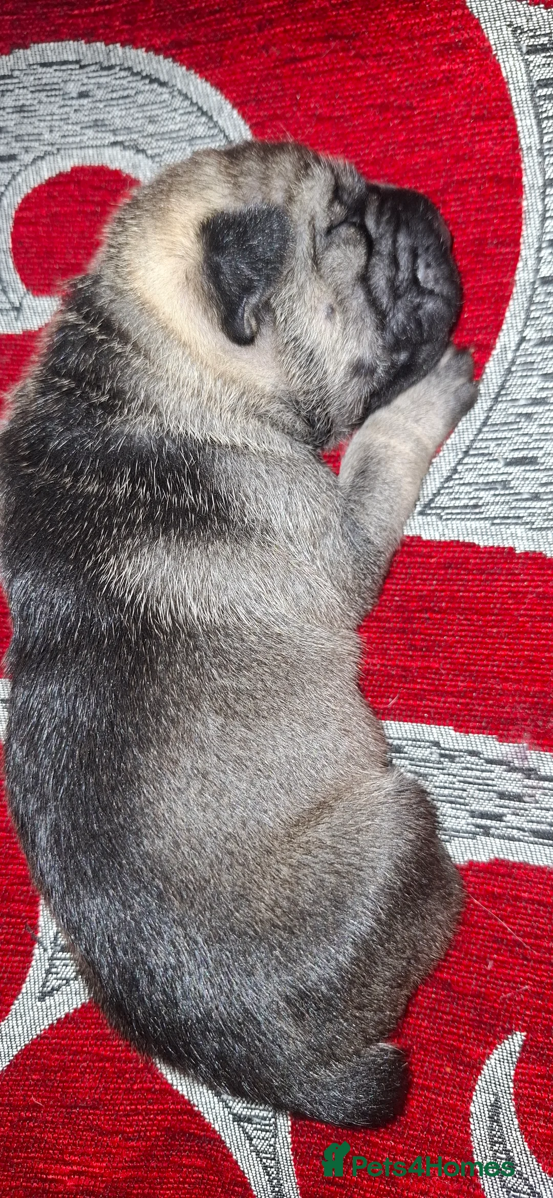 Mixed Breed dogs for sale: Rus-A-Pei ( Rare ) - Advert 22