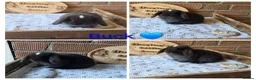 Mini Lop rabbits for sale: Gorgeous pure breed mini lops  - Advert 4