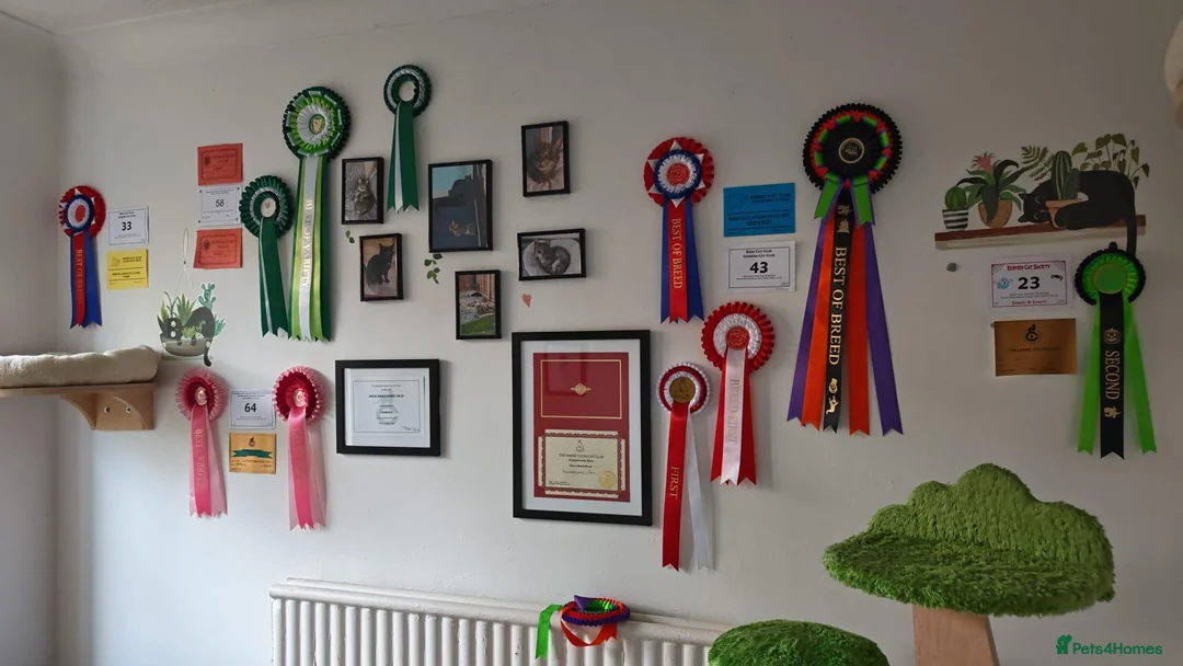 Maine Coon cats for sale: Champion blooded stunning kittens  - Advert 11