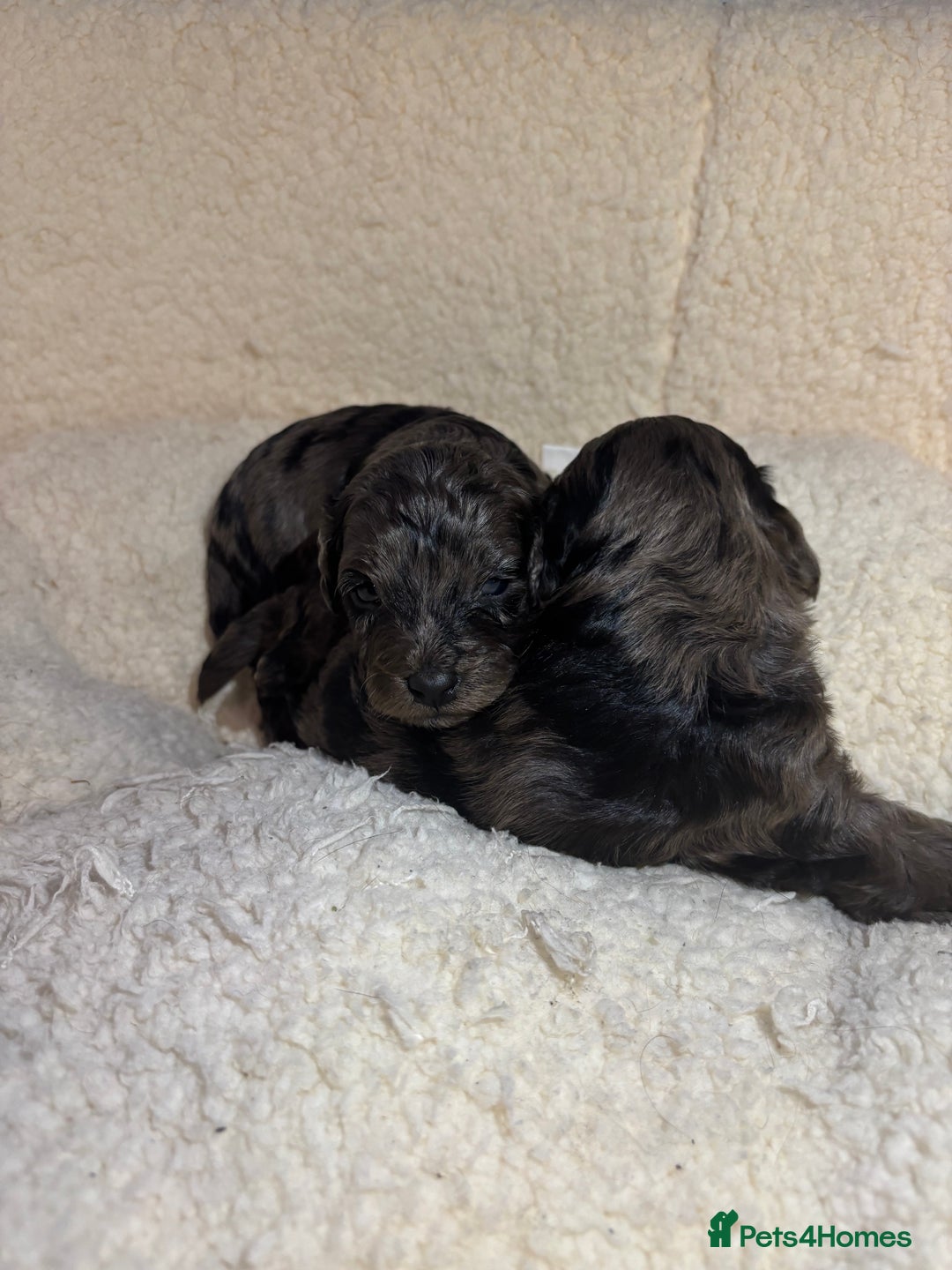 Cockapoo dogs for sale: F1 toy cockapoo’s - Advert 9