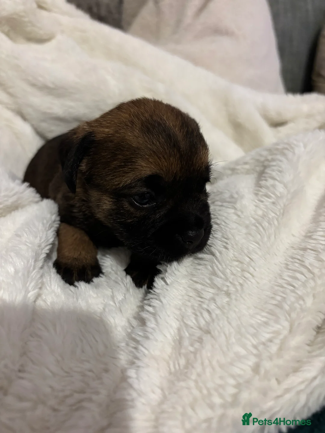 Border Terrier dogs for sale: 6 beautiful Border Terrier Puppies for sale - Advert 2