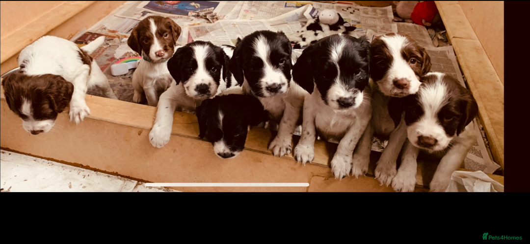English Springer Spaniel dogs for sale: Beautiful  - Image 13