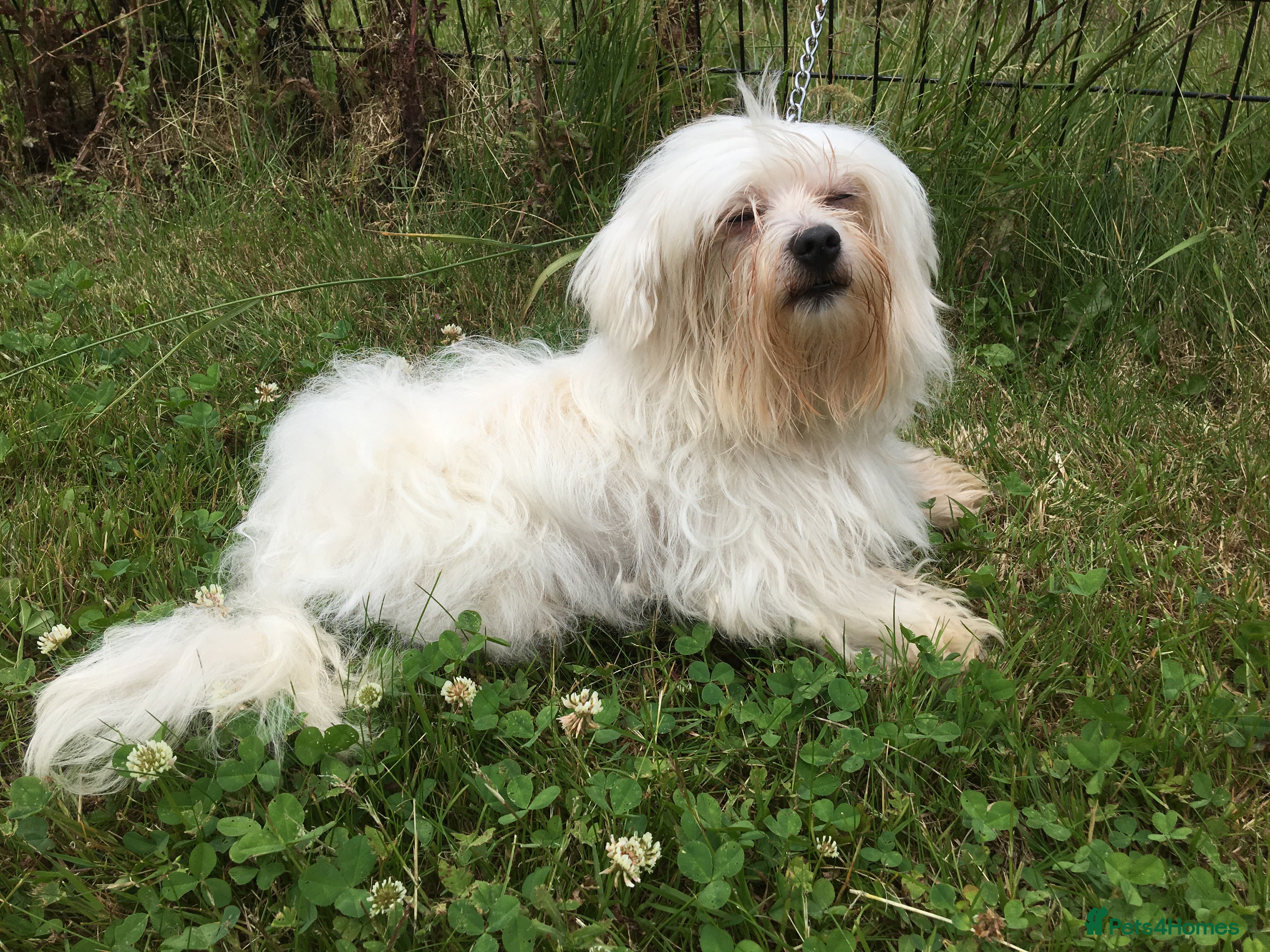 Maltese dogs Maltese terrier at stud KC registered. in Sandwich - Advert 6
