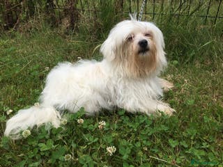 Maltese dogs Maltese terrier at stud KC registered. in Sandwich - Advert 10