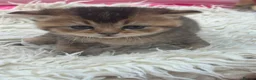 British Shorthair cats for sale: Exquisite British shorthair kittens - Advert 4