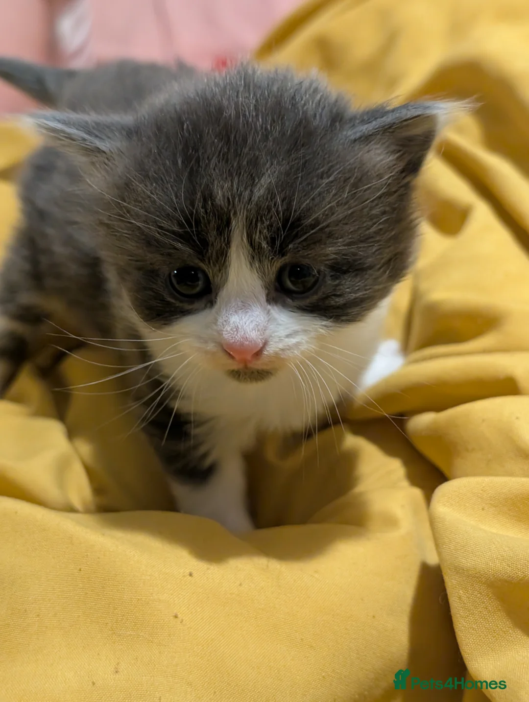 Domestic Shorthair cats for sale: Litter of kittens looking for their forever home - Advert 22