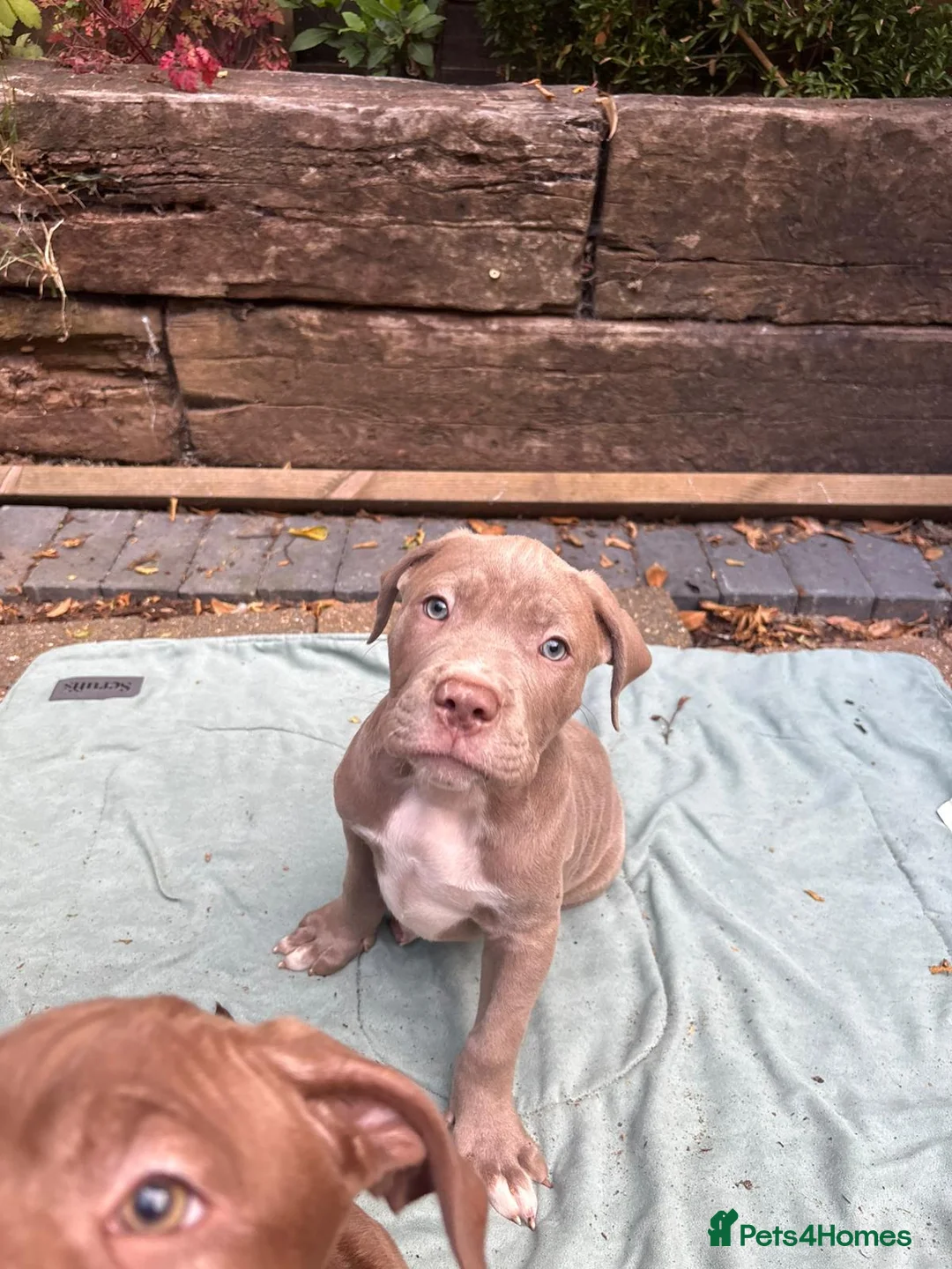 Mixed Breed dogs for sale: Cane corso x staff x sharpei  in Potters Bar - Advert 14