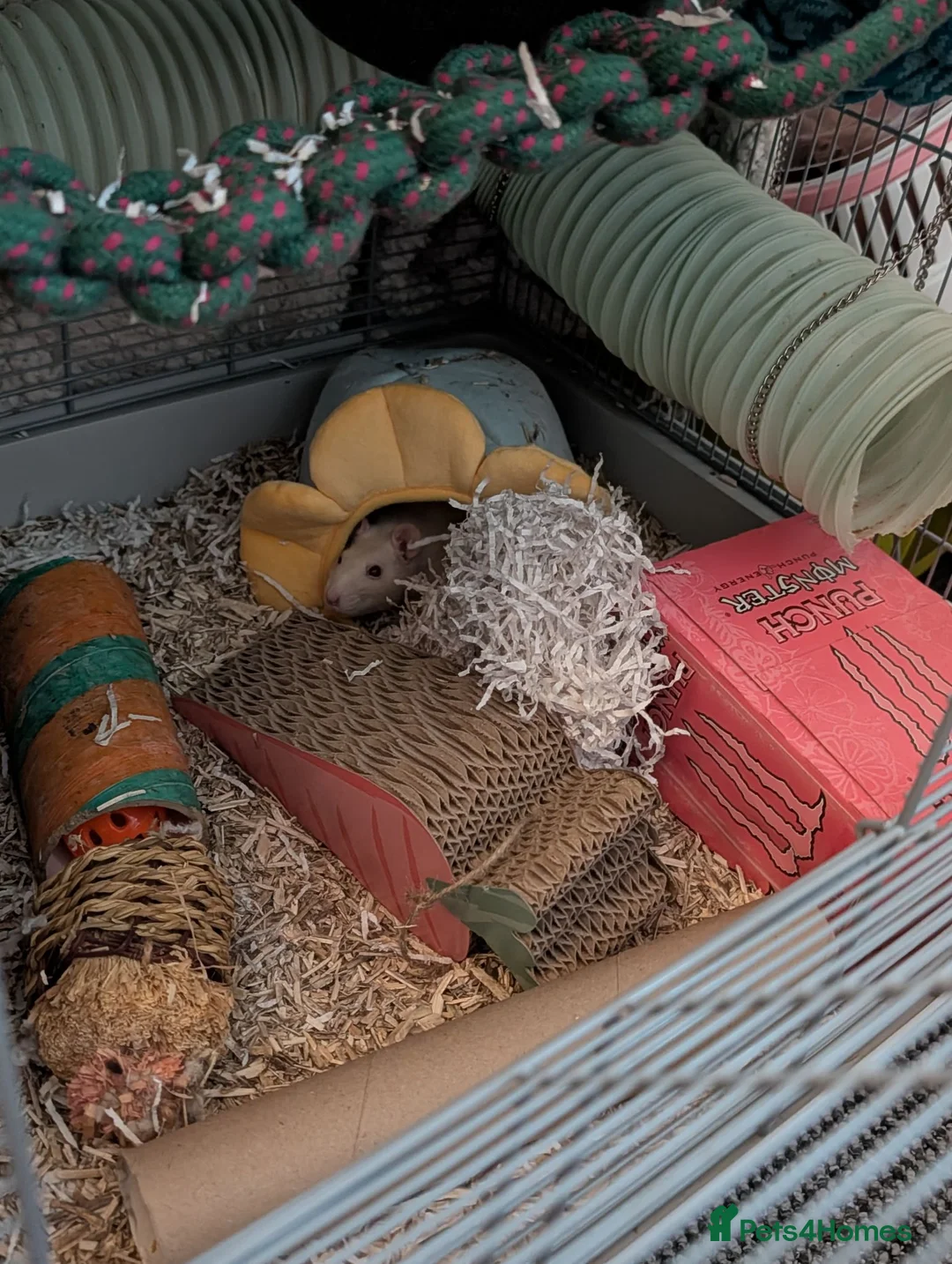Rat rodents for sale: Three lovely ladies available  - Advert 9