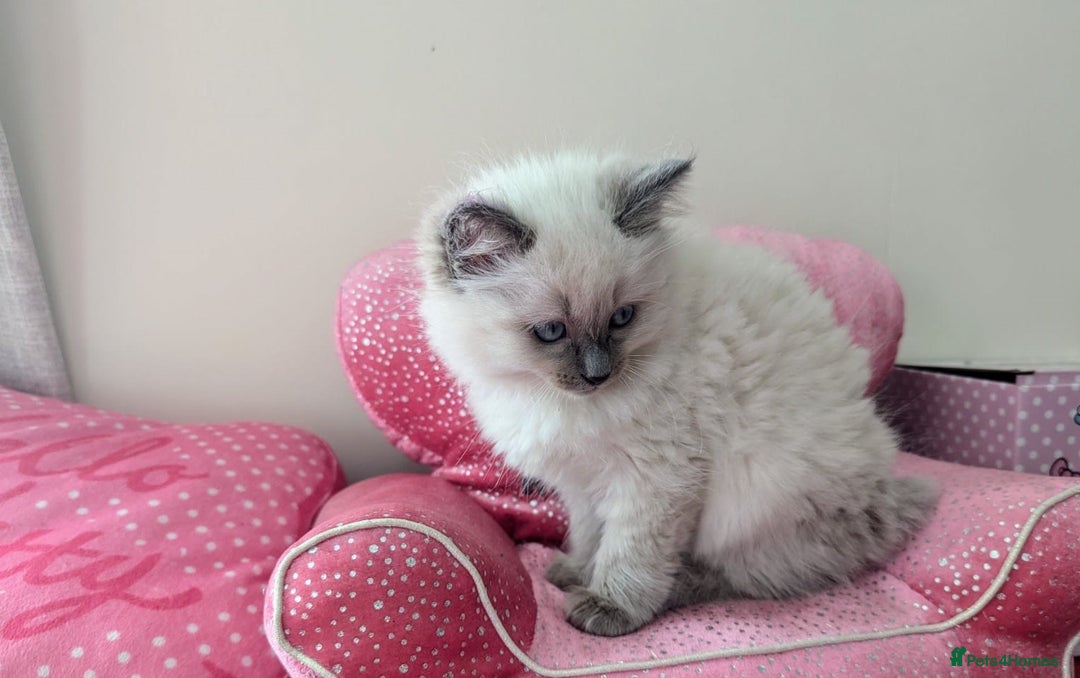 Ragdoll cats for sale: 🌟stunning Pure-Rag dolls for good homes - Advert 2