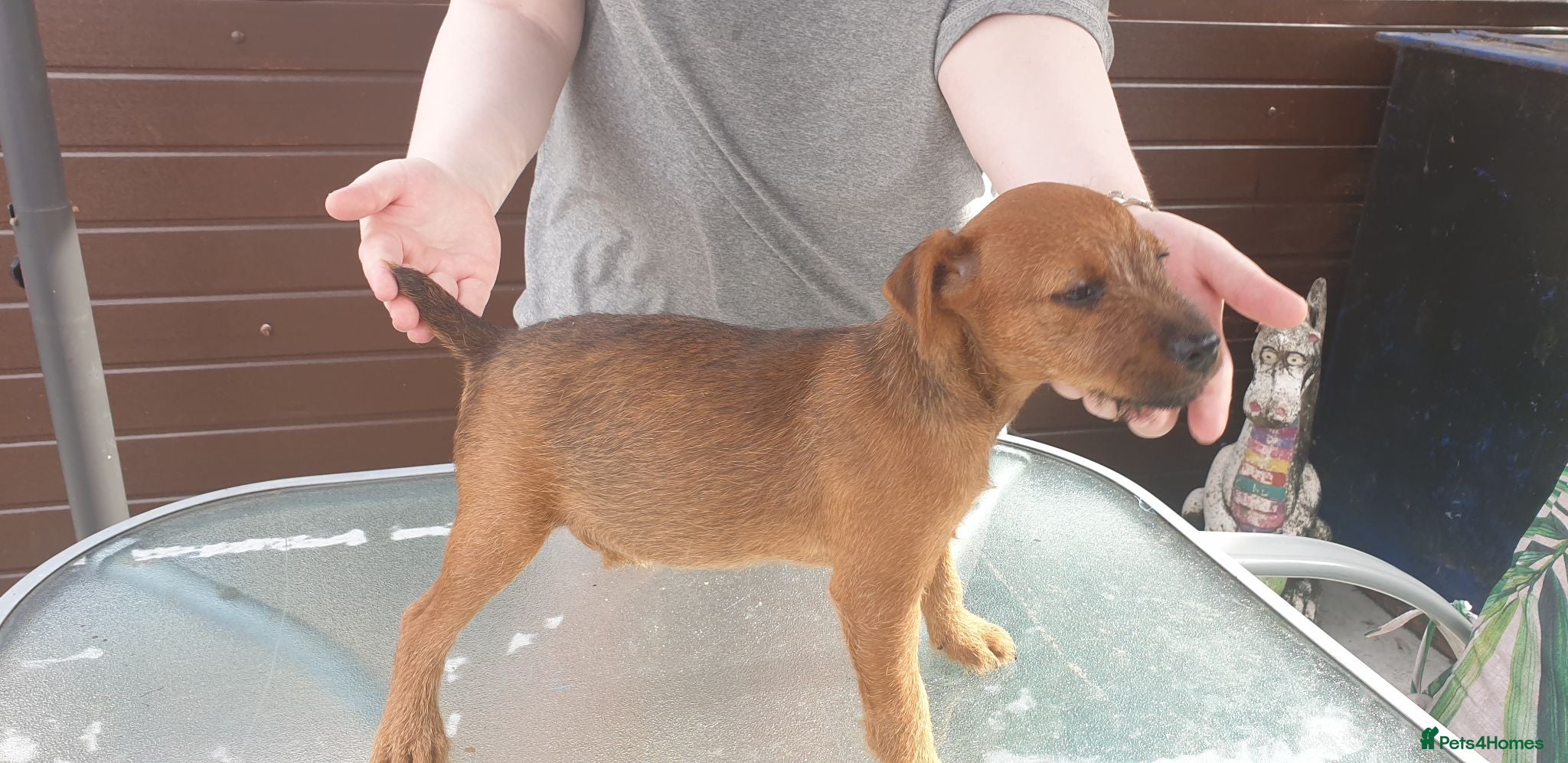 Lakeland Terrier dogs Lakeland type pups  - Advert 2