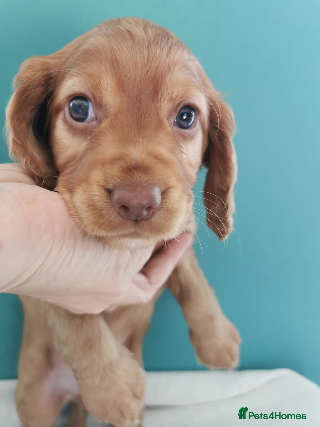 Cocker Spaniel dogs for sale: FTCH Pedigree Working Cocker Spaniels  - Advert 33