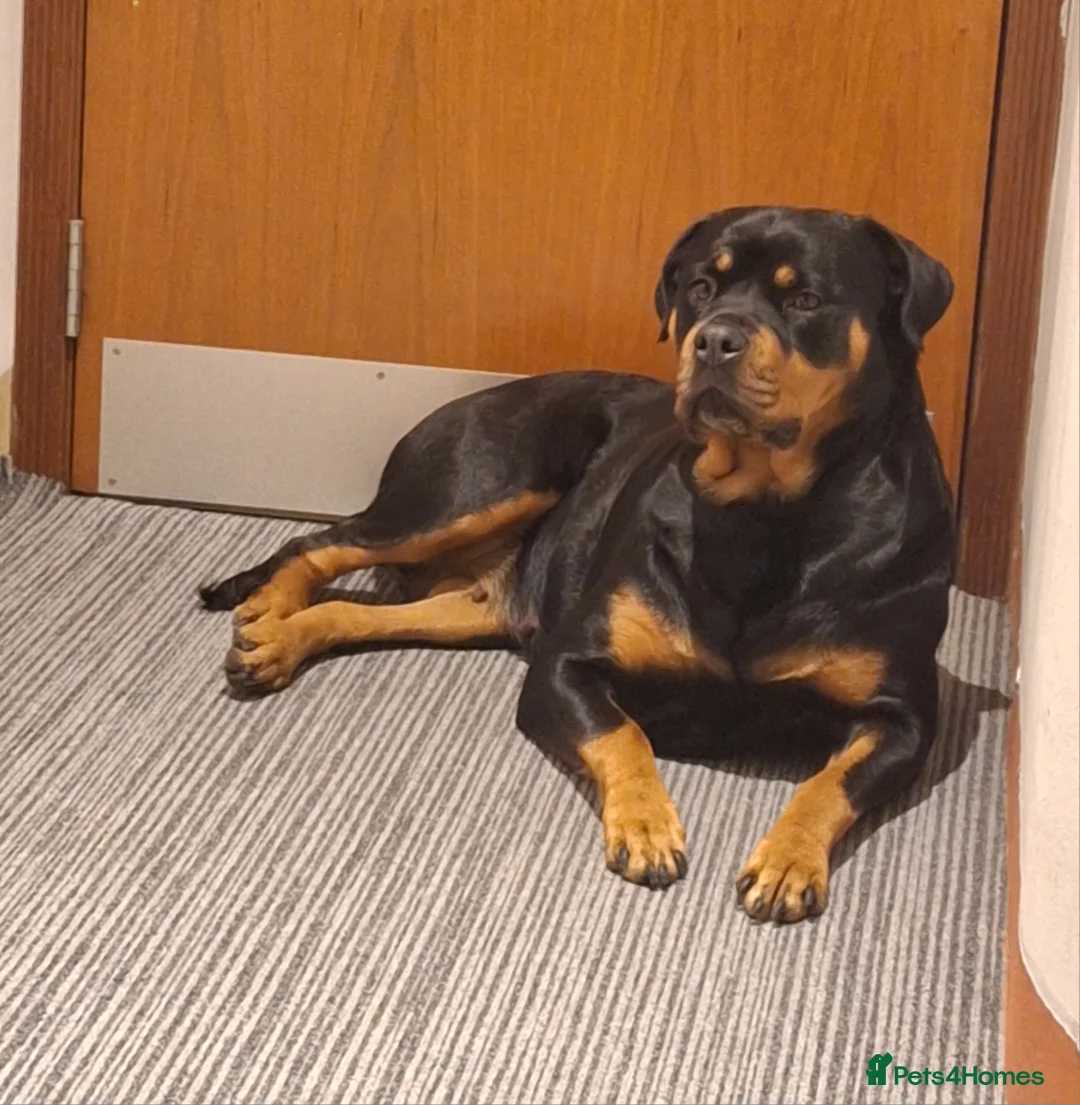 Rottweiler dogs for sale: 🩷BIG VIN GIRLS AVAILABLE🩷 - Advert 17