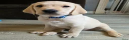 Goldador dogs for sale: Adorable Goldadors waiting for new homes !! - Advert 6