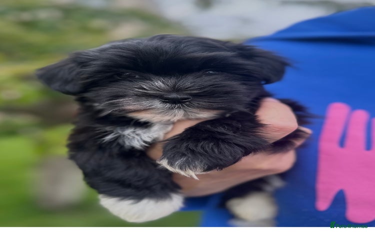 Havanese dogs - Advert 1