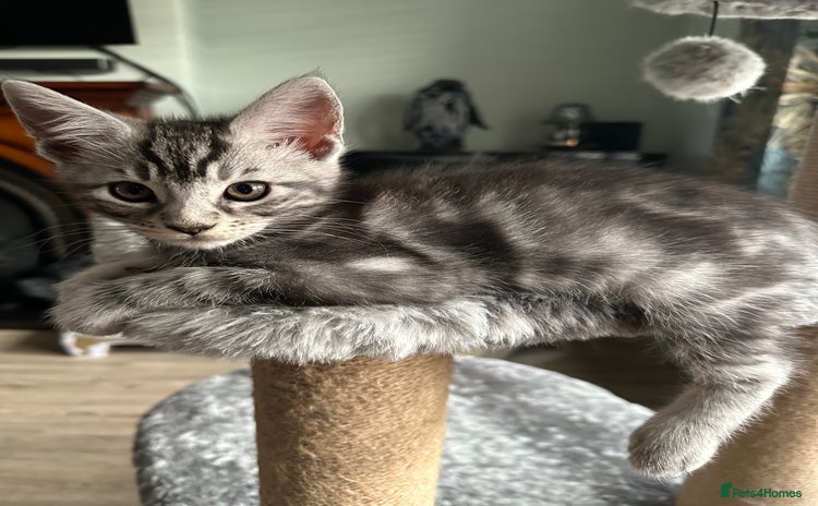 Maine Coon cats - Advert 1