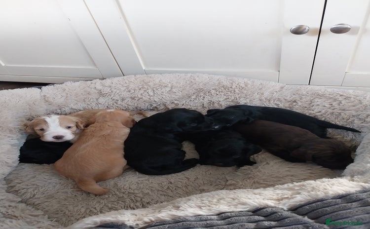 Cockapoo dogs Adorable Cockapoo puppies  - Advert 1