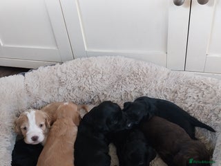 Cockapoo dogs Adorable Cockapoo puppies - Advert 1