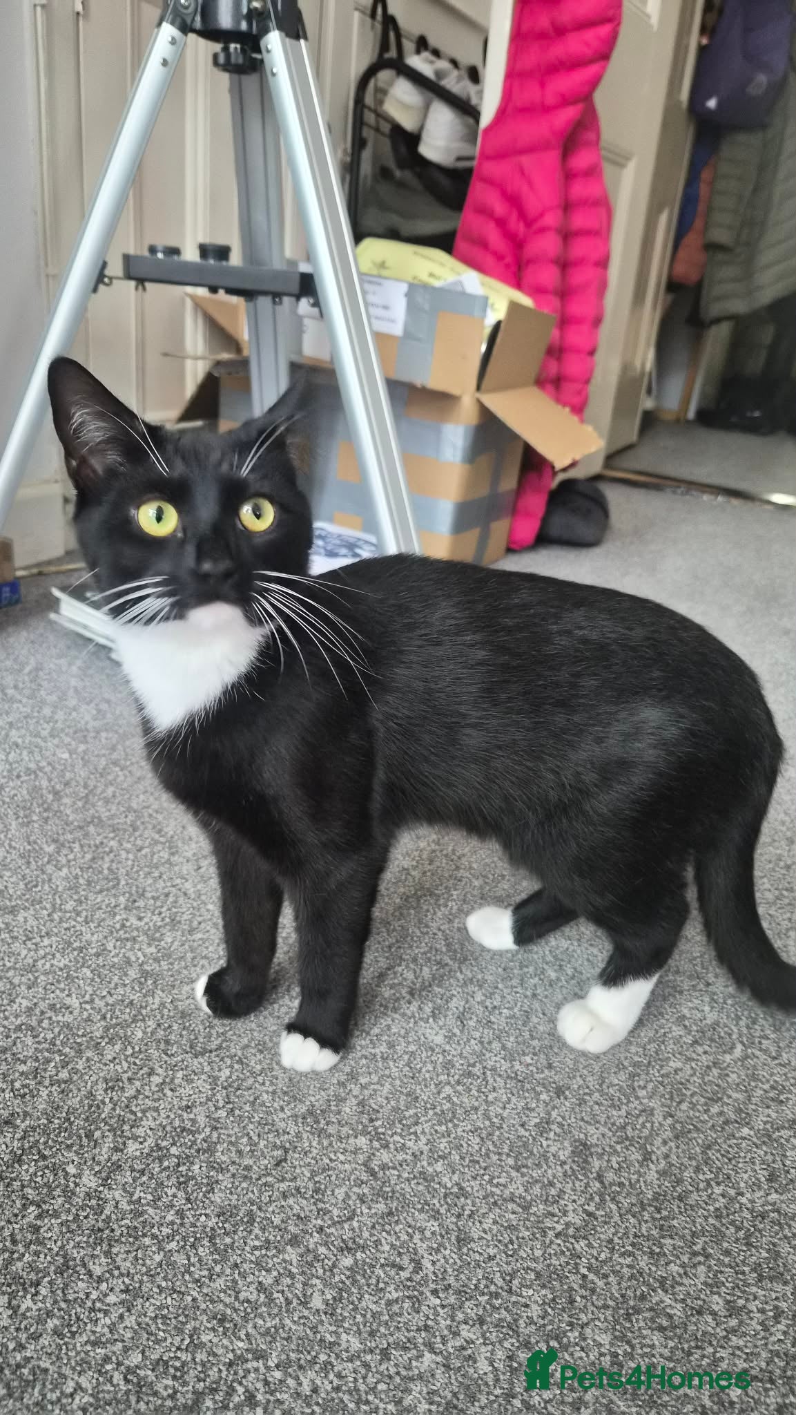 Domestic Shorthair cats Lovely female tuxedo cat for sale (1year old) - Advert 1