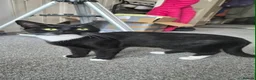 Domestic Shorthair cats for sale: Lovely female tuxedo cat for sale (1year old) - Advert 1