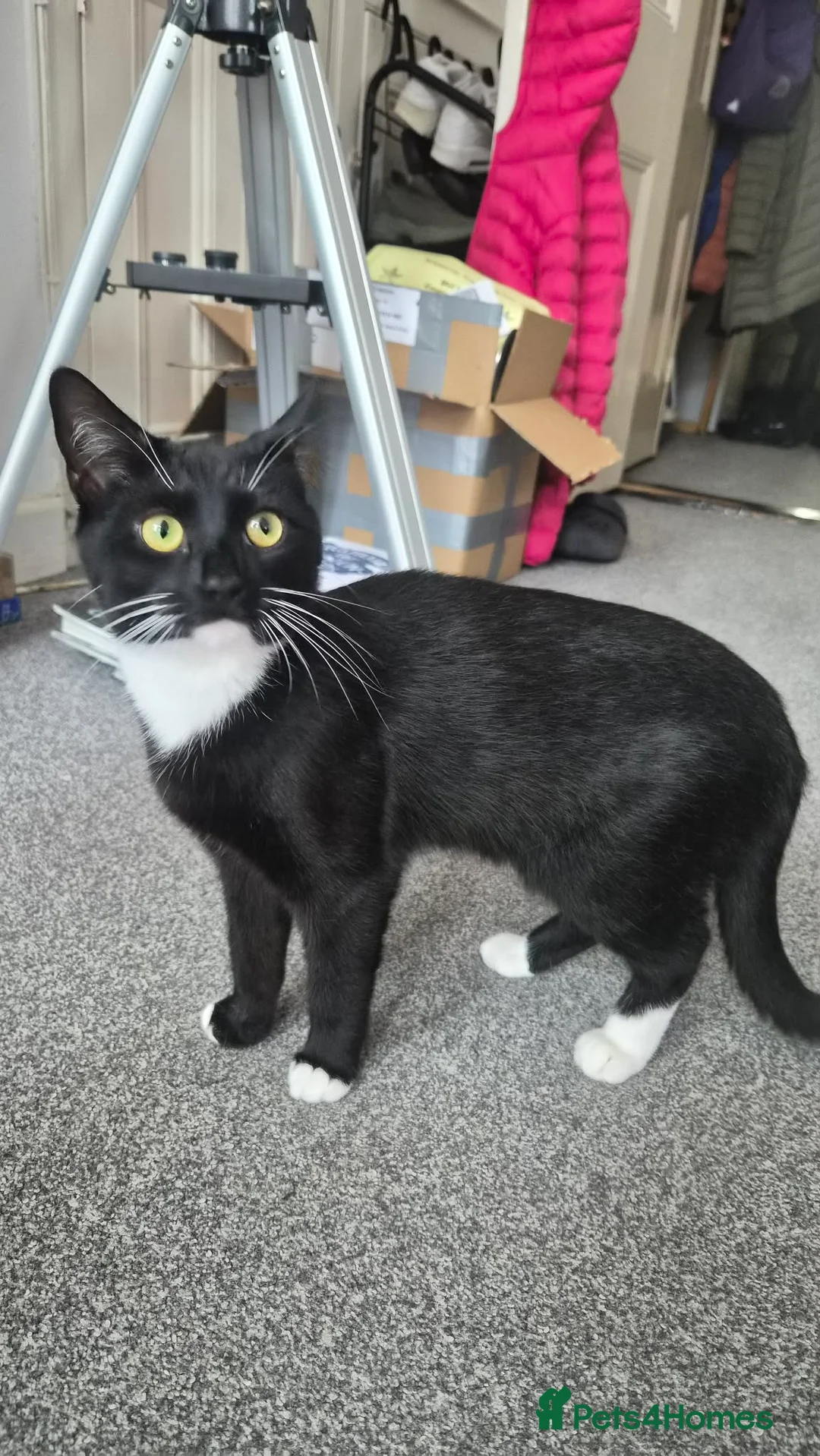 Domestic Shorthair cats for sale: Lovely female tuxedo cat for sale (1year old) - Advert 1
