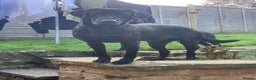 Labrador Retriever dogs for stud: Exceptionally Well Bred, Black Labrador for Stud in King's Lynn - Advert 3